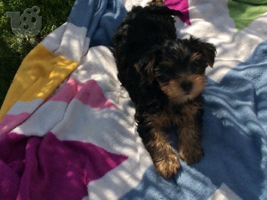 AKC Yorkshire Terrier Puppy